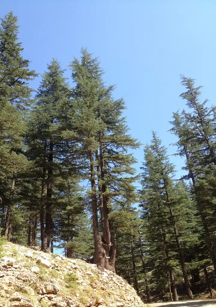 Photo of Cedrus libani - Habitat:Zeynel Cebeci