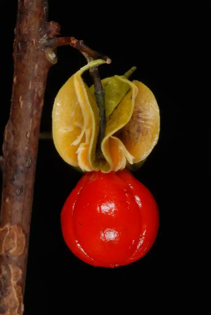 Photo of Celastrus orbiculatus (Celastrus orbiculatuss)
