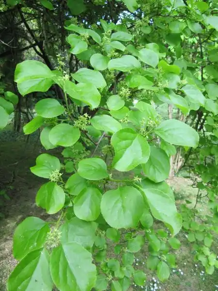 Photo of Celastrus orbiculatus (Celastrus orbiculatuss)