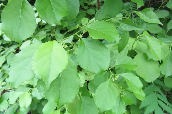 Photo of Celastrus orbiculatus - :Lindsey