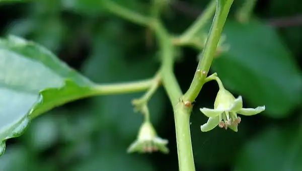 Photo of Celastrus orbiculatus - Flower:Anita Gould