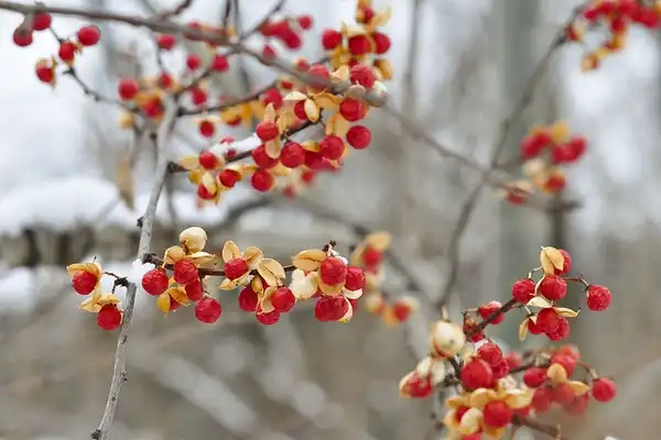 Photo of Celastrus orbiculatus - Fruits:Esteve Conaway