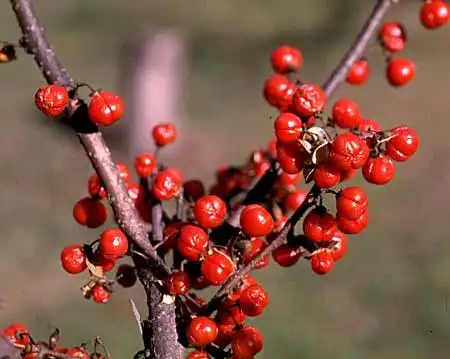 Photo of Celastrus scandens (Celastrus scandenss)