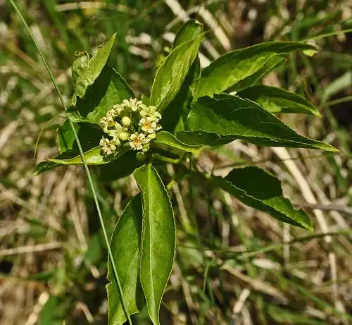 Photo of Celastrus scandens (Celastrus scandenss)