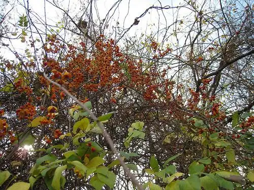 Photo of Celastrus scandens - seed pods:Anne McCormack