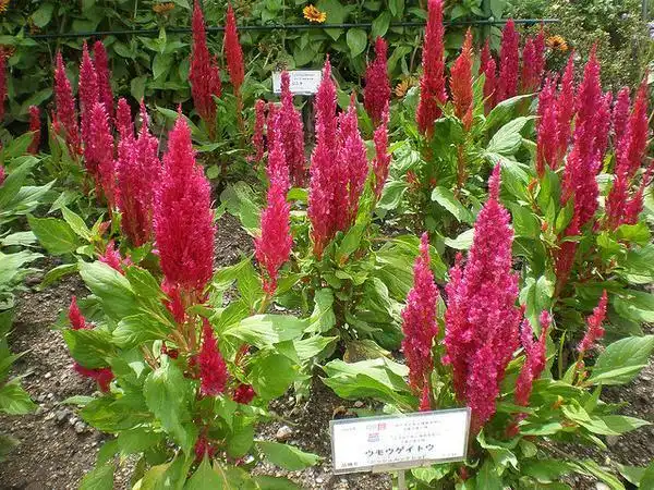 Фото Celosia argentea var. plumosa (Celosia argentea var. plumosas)