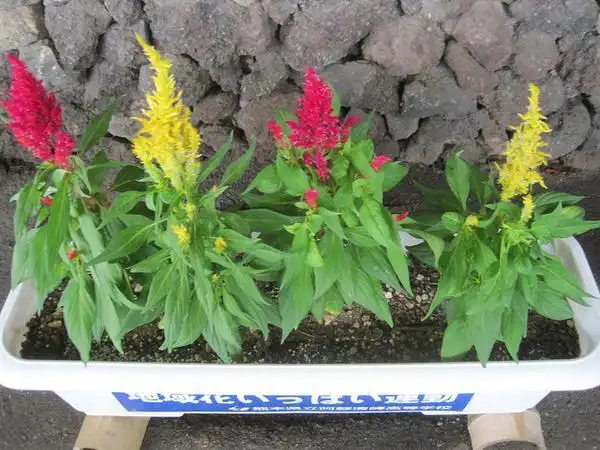 Фото Celosia argentea var. plumosa (Celosia argentea var. plumosas)