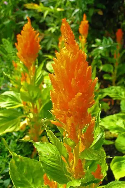 Фото Celosia argentea var. plumosa - :P. M. Graham