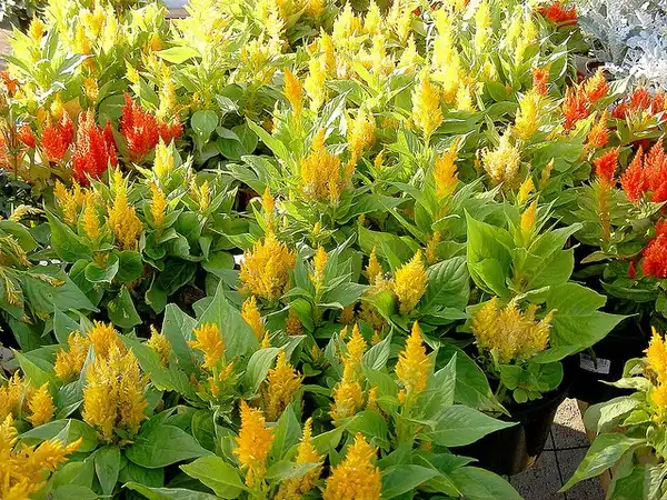 Фото Celosia argentea var. plumosa - Celosia argentea mixed planting:Photo by Carl Lewis