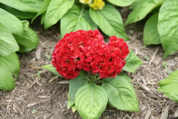 Фото Celosia argentea (Celosia argenteas)