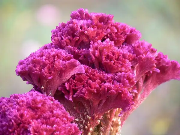 Фото Celosia argentea (Celosia argenteas)