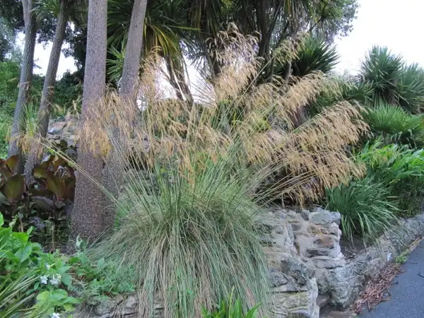 Foto de Celtica gigantea (Celtica giganteas)
