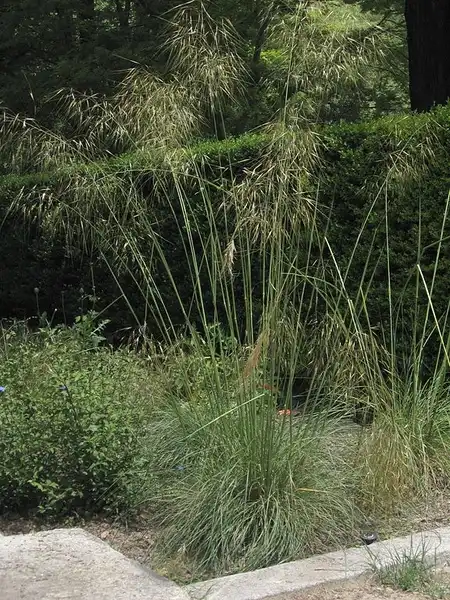 Foto de Celtica gigantea (Celtica giganteas)