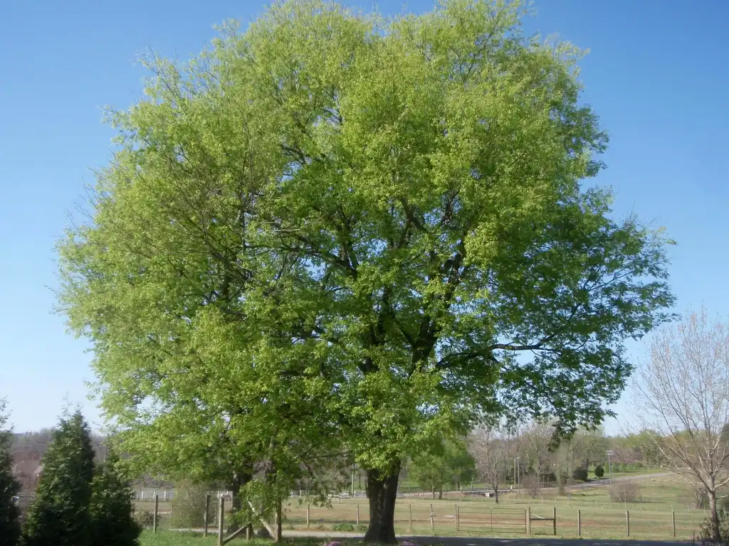 Photo of Celtis laevigata (Celtis laevigatas)
