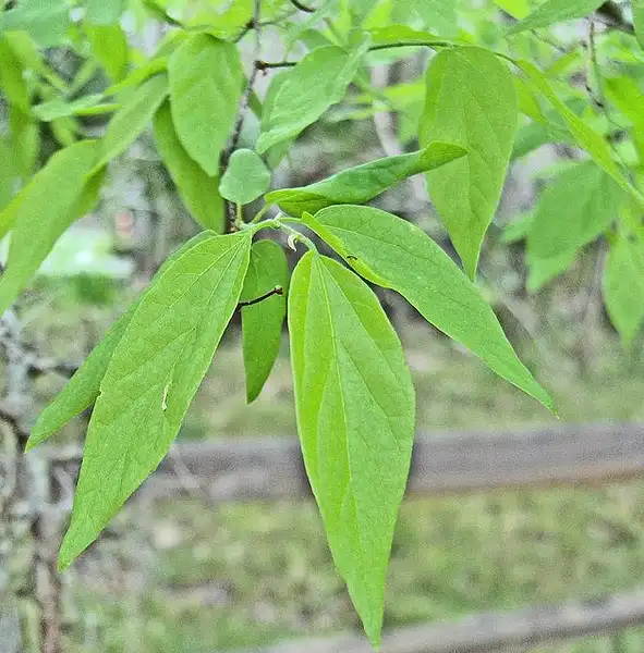 Photo of Celtis laevigata (Celtis laevigatas)