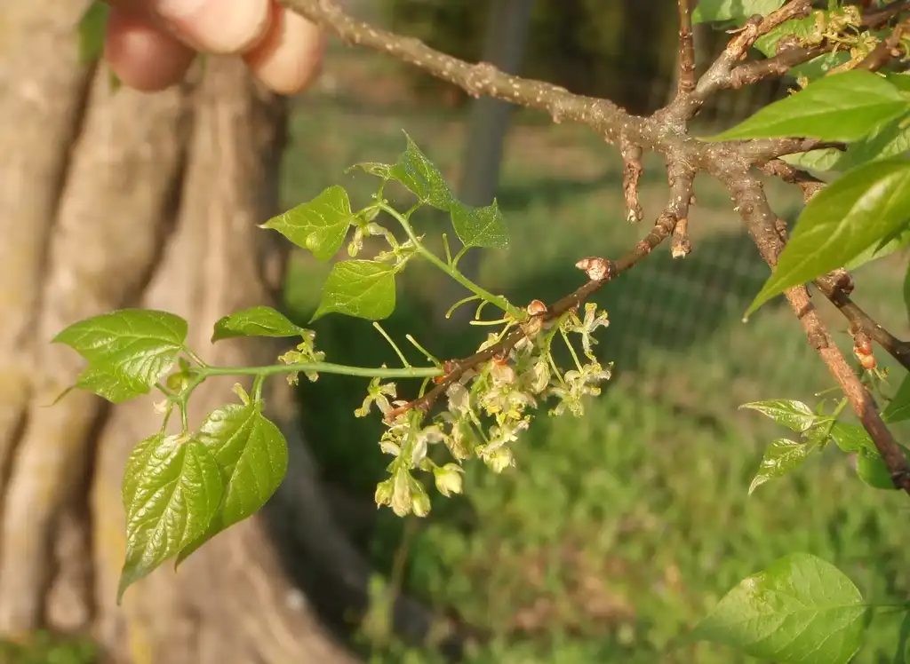Photo of Celtis laevigata - Flowers:Jim Robbins