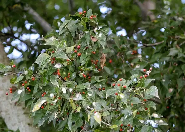 Photo of Celtis laevigata - Fruits:Mary Keim