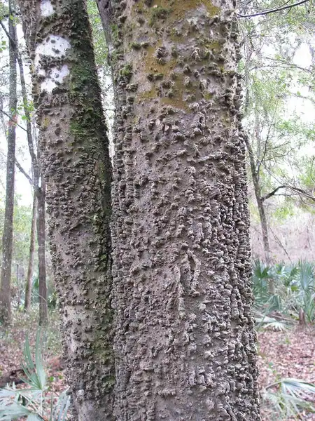 Photo of Celtis laevigata - Bark:Kerry Woods