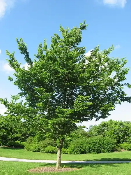 Photo of Celtis occidentalis (Celtis occidentaliss)