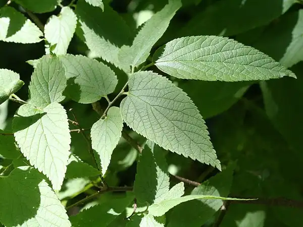 Photo of Celtis occidentalis (Celtis occidentaliss)