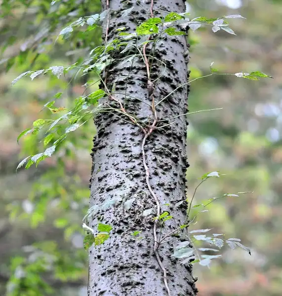 Photo of Celtis occidentalis - Bumpy trunk with Poison Ivy Vine winding around it.:Jimmy Smith