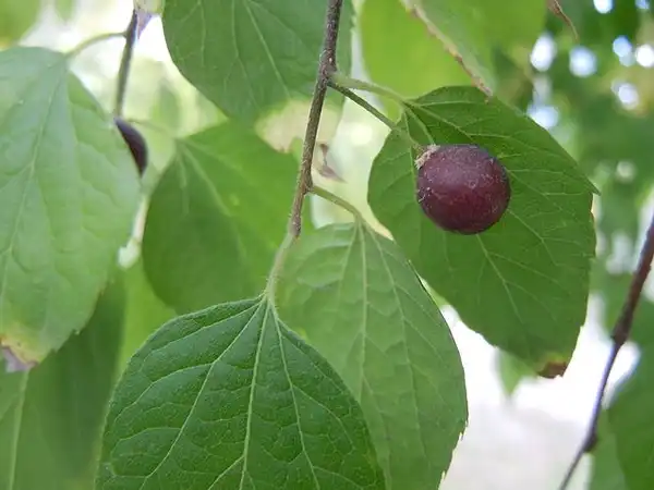 Photo of Celtis occidentalis - Fruit:Yuriy Kvach