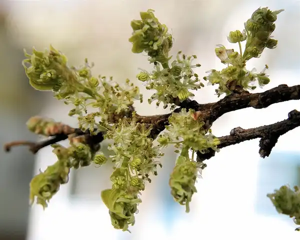 Photo of Celtis occidentalis - Insignificant flowers:Dan Mullen