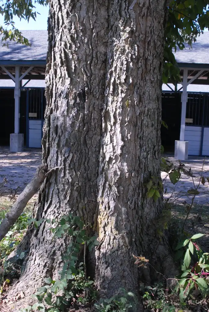 Photo of Celtis occidentalis - Celtis occidentalis Bark:Jim Robbins