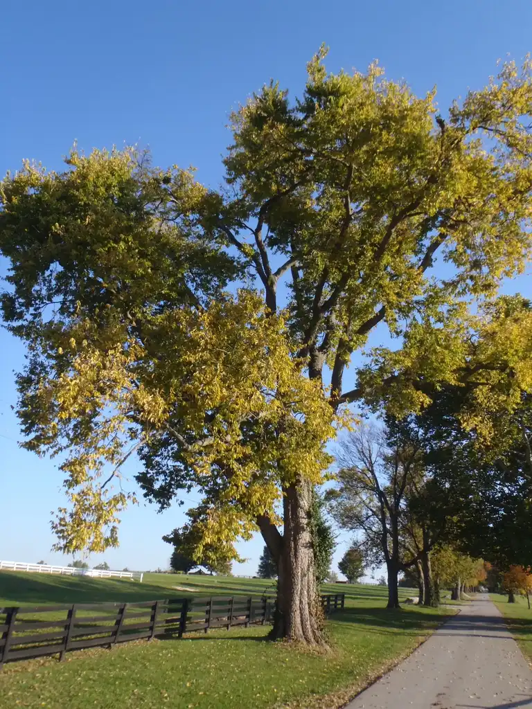 Photo of Celtis occidentalis - Celtis occidentalis Fall Color:Jim Robbins