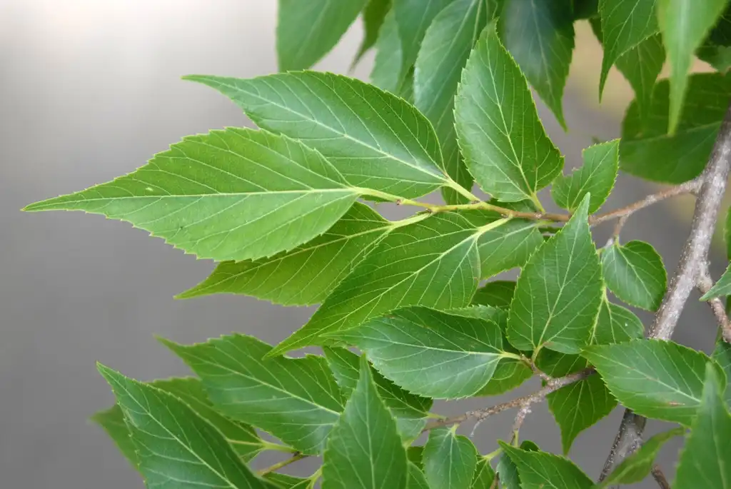 Foto de Celtis sinensis (Celtis sinensiss)
