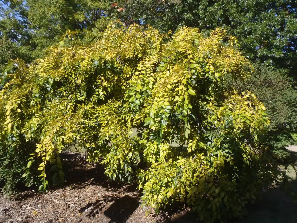 Foto de Celtis sinensis (Celtis sinensiss)