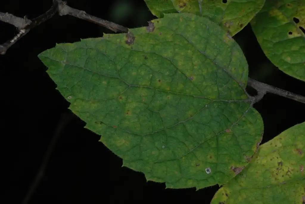 Foto de Celtis tenuifolia (Celtis tenuifolias)