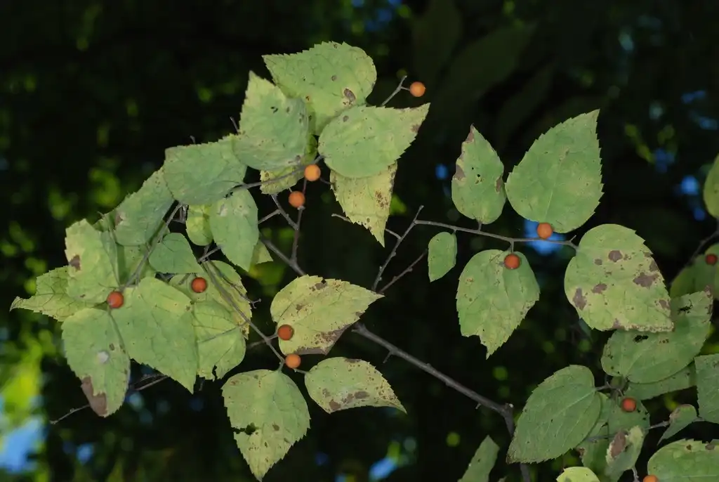 Foto de Celtis tenuifolia (Celtis tenuifolias)