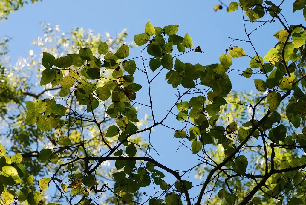 Foto de Celtis tenuifolia - (Schuyler County, NY)-Early Fall:Douglas Goldman, USDA
