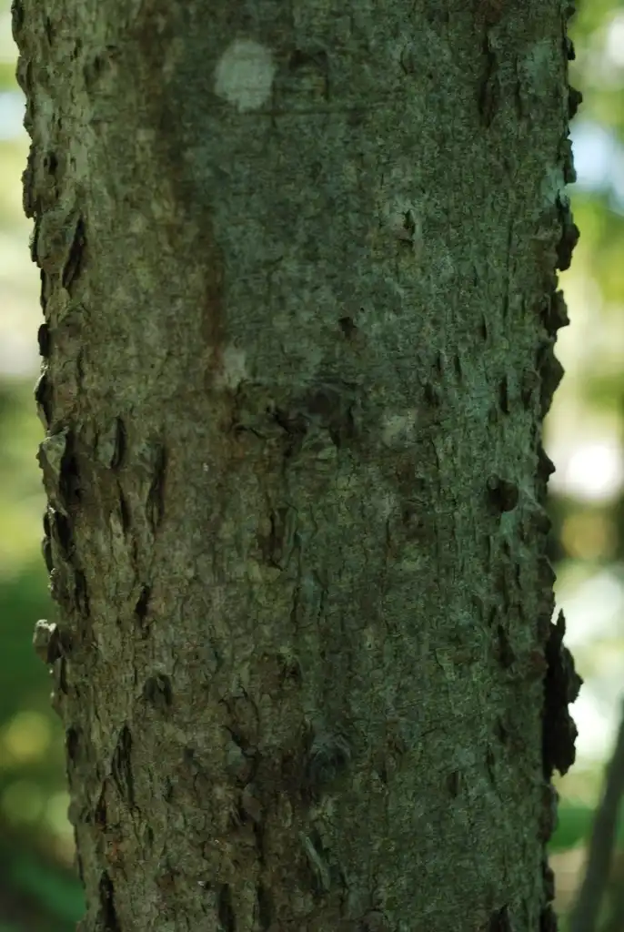 Foto de Celtis tenuifolia - (Schuyler County, NY)-Early Fall:Douglas Goldman, USDA