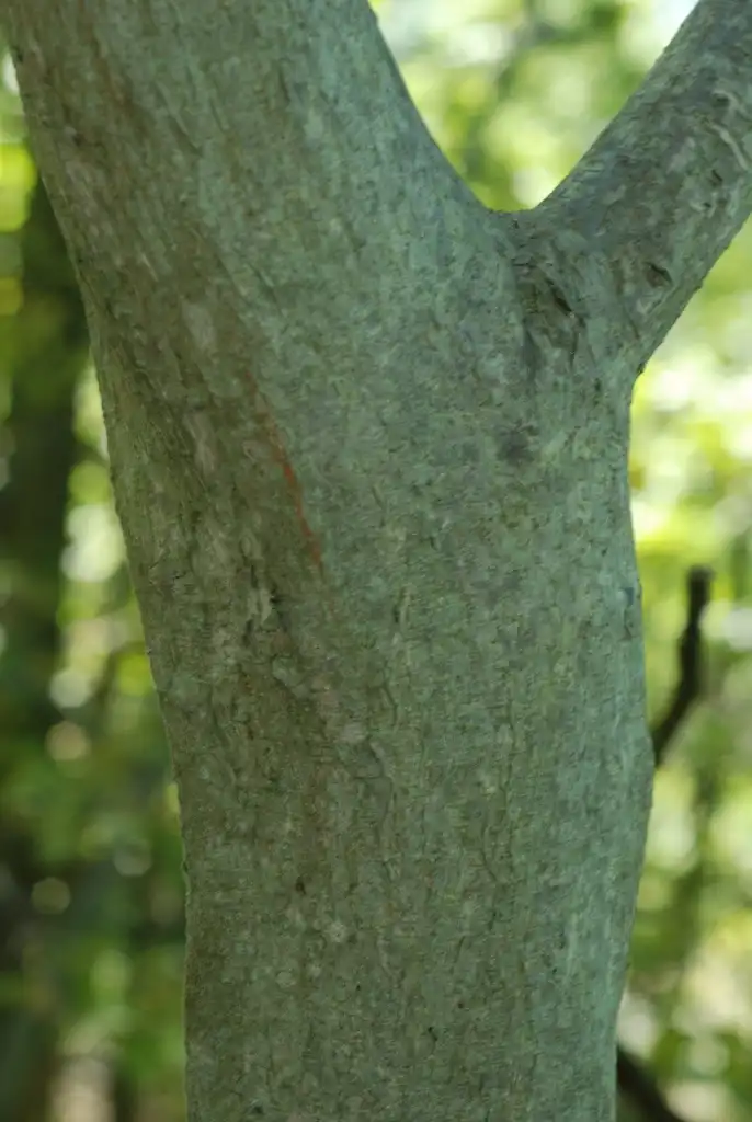 Foto de Celtis tenuifolia - (Schuyler County, NY)-Early Fall:Douglas Goldman, USDA