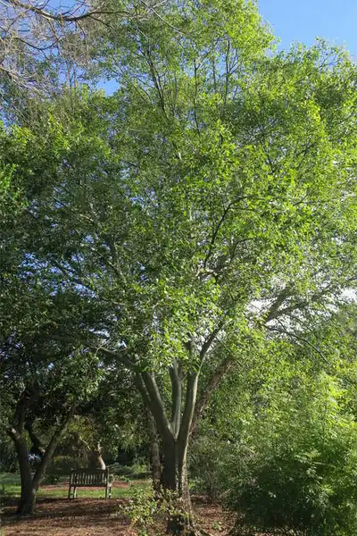 Foto de Celtis tenuifolia - Form:Maryann Debski, J.C. Raulston Arboretum