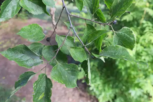 Foto de Celtis tenuifolia - Leaves:Maryann Debski, J.C. Raulston Arboretum