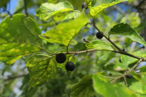 Foto de Celtis tenuifolia - Fruit:Maryann Debski, J.C. Raulston Arboretum