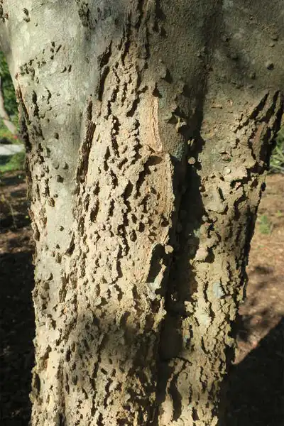 Foto de Celtis tenuifolia - Corky bark:Maryann Debski, J.C. Raulston Arboretum
