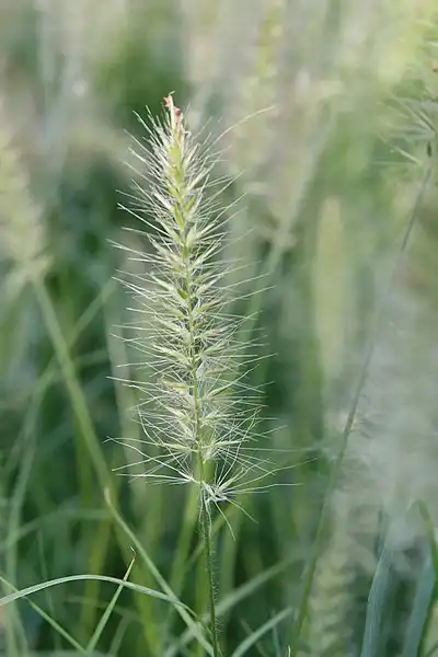 Photo of Cenchrus alopecuroides 'Hameln' (Cenchrus alopecuroides 'Hameln's)
