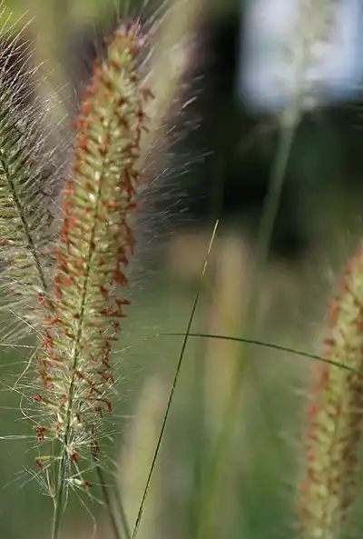 Photo of Cenchrus alopecuroides 'Hameln' - Seed:David J. Stang