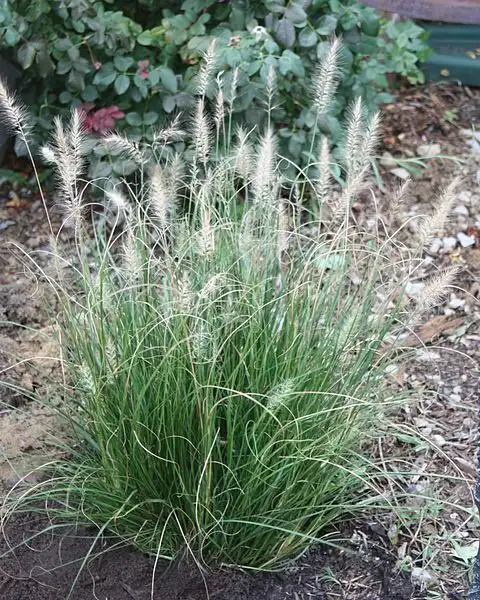 Photo of Cenchrus alopecuroides 'Hameln' - Form:Ltshears