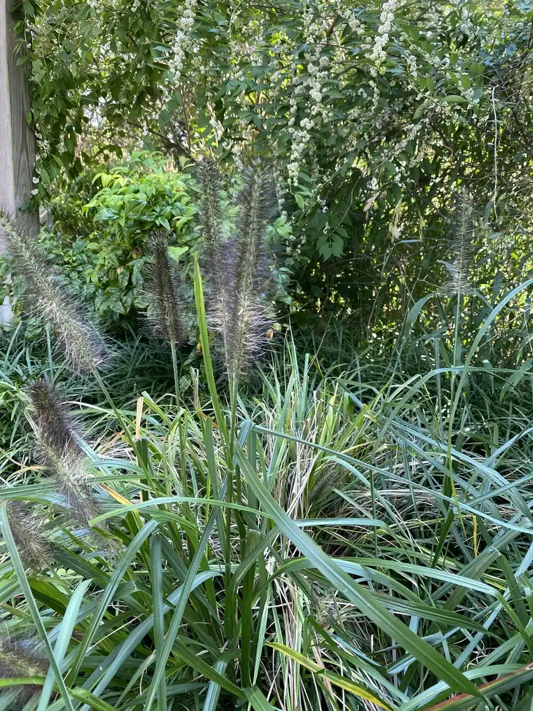 Photo of Cenchrus alopecuroides 'Moudry' (Cenchrus alopecuroides 'Moudry's)