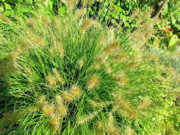 Фото Cenchrus alopecuroides (Cenchrus alopecuroidess)