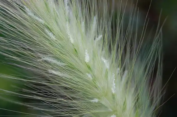 Фото Cenchrus alopecuroides (Cenchrus alopecuroidess)