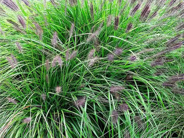 Фото Cenchrus alopecuroides - Pennisetum alopecuroides 'Red Head':Manuel