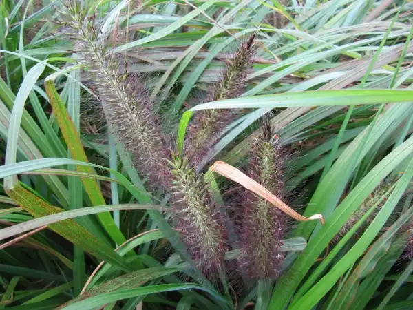 Фото Cenchrus alopecuroides - Pennisetum alopecuroides 'Viridescens':Leonora Enking