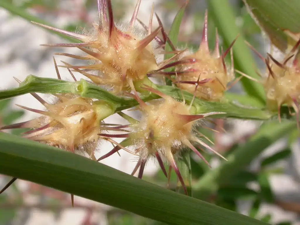 Фото Cenchrus longispinus - Burs:Matt Lavin