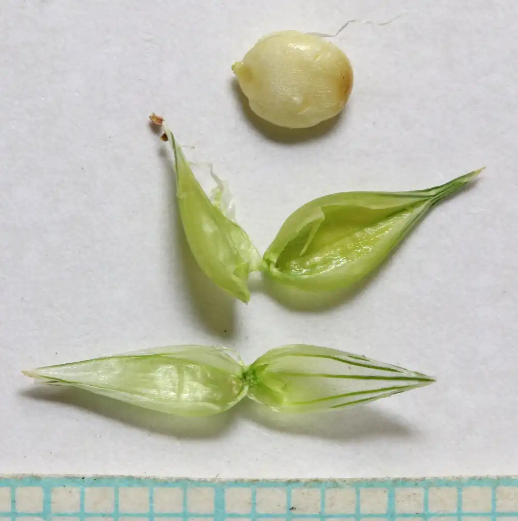 Фото Cenchrus longispinus - Seeds:Andrey Zharkikh
